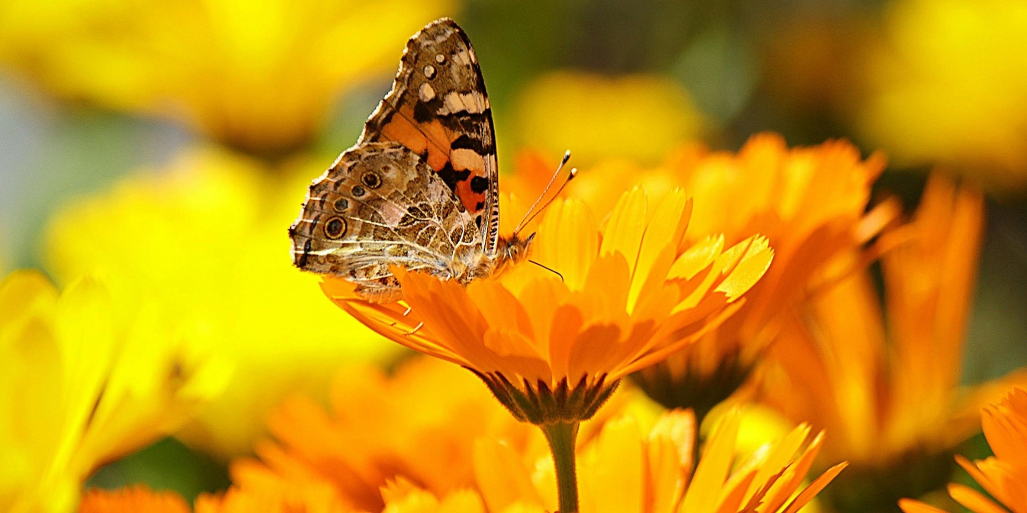 Exploring Calendula for Skin Care and Wound Healing