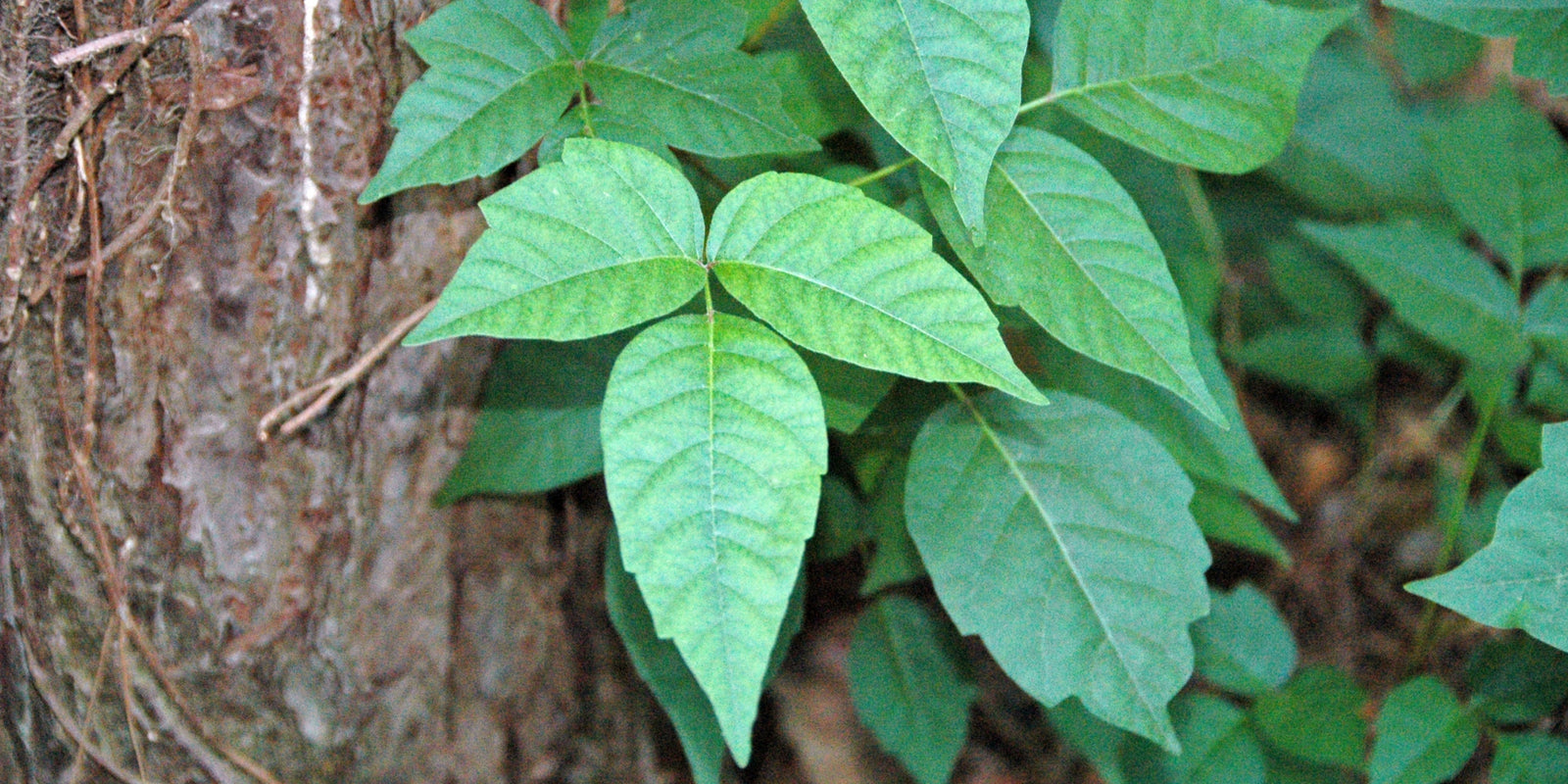 From Rash to Relief: Poison Ivy Prevention and Care