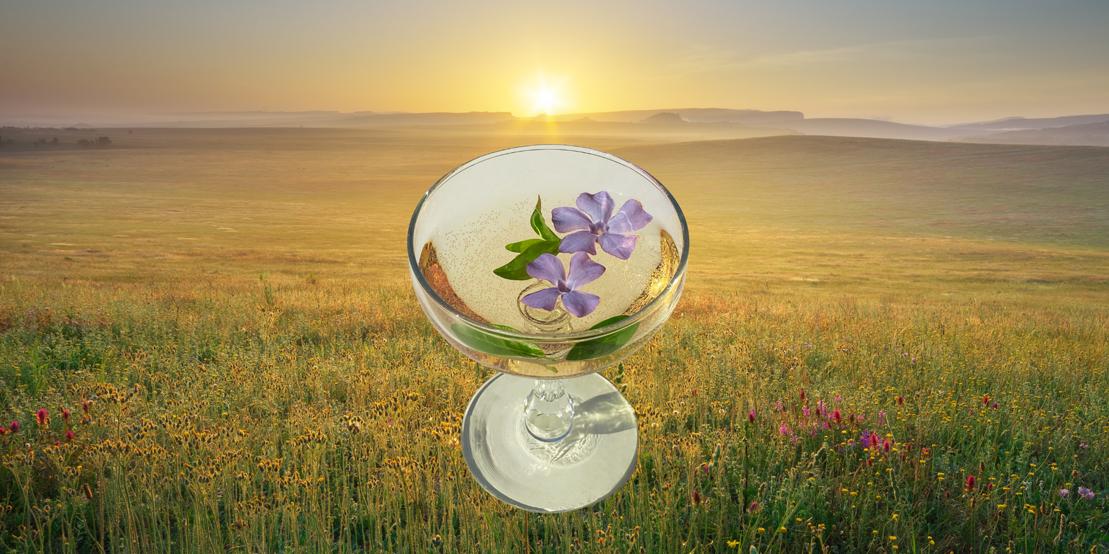 What Are Flower Essences?