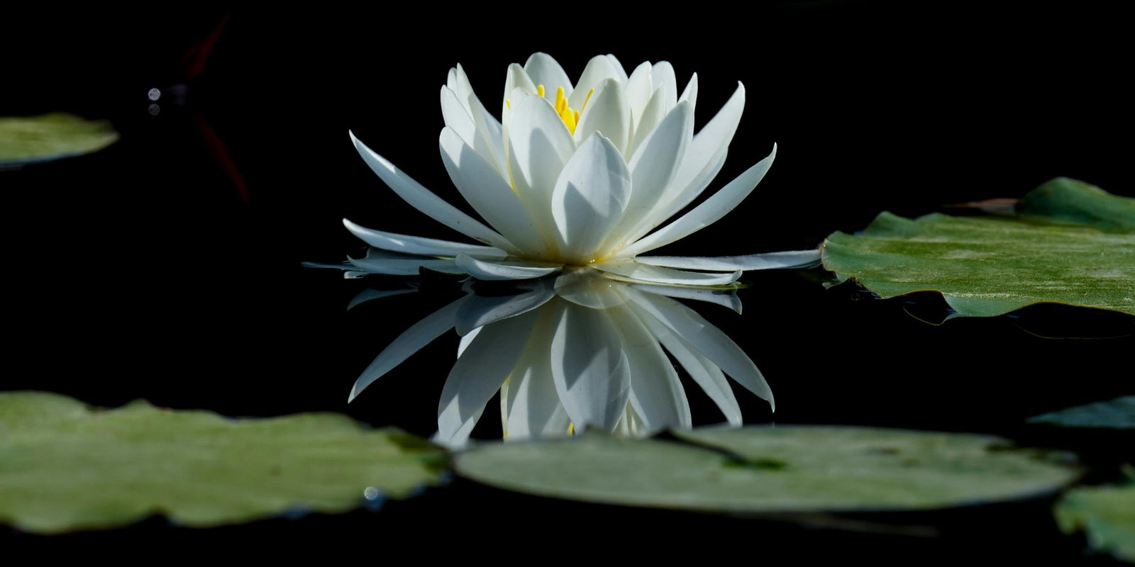 Flower Essences: Gentle Support for Troubling Emotional States