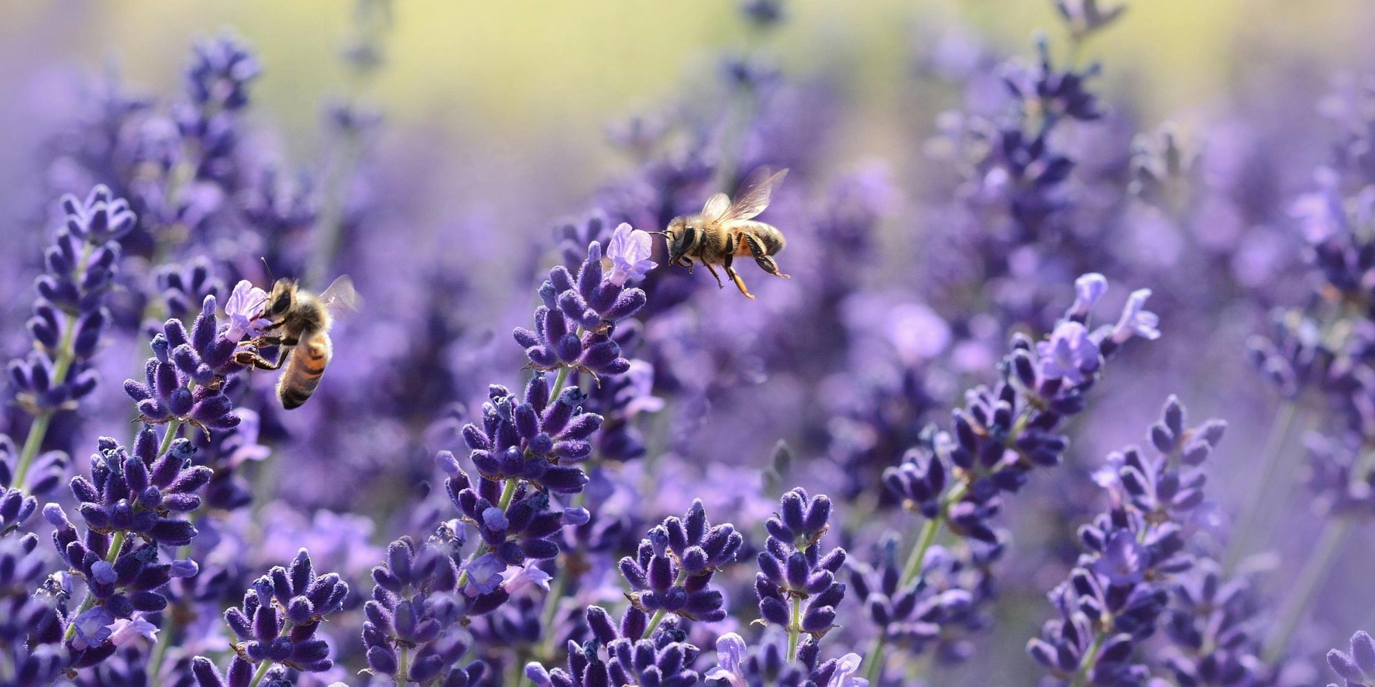 The Sweet Scent of Sleep: The Effects of Diffusing Lavender Essential Oil