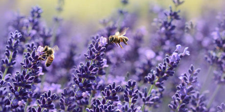 The Sleep-Enhancing Effects of Diffusing Lavender Essential Oil