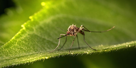 Long Lost Research: Homeopathy Vs. Mosquitoes