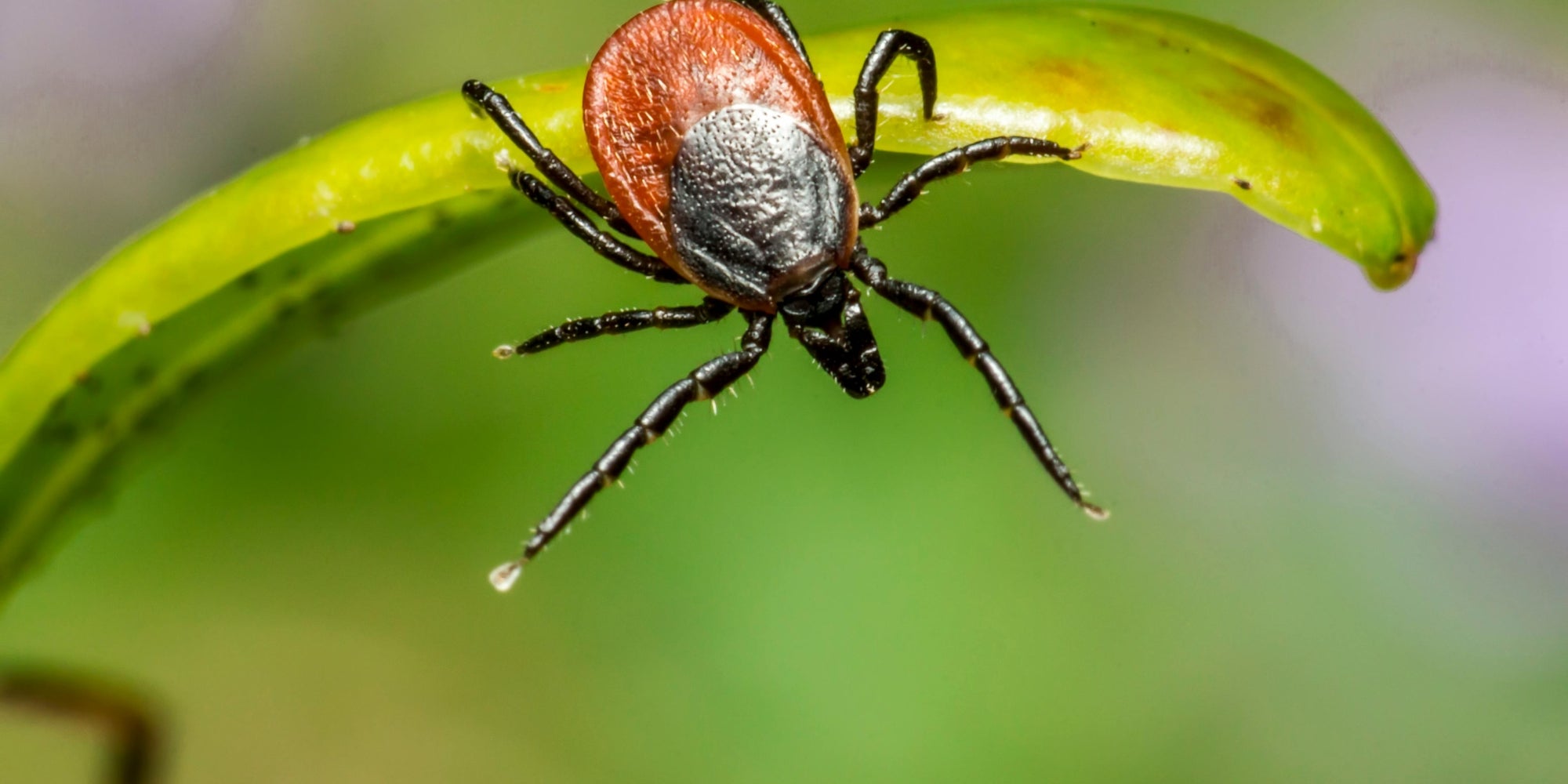 The Icky Tick Guide: Awareness, Prevention, and Removal