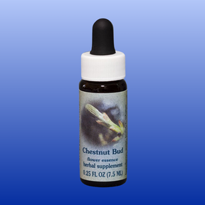 Chestnut Bud flower essence herbal supplement bottle with dropper on blue gradient background