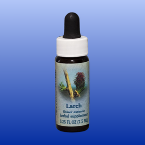 Larch flower essence herbal supplement 0.25 oz bottle with dropper for self-confidence and creative expression